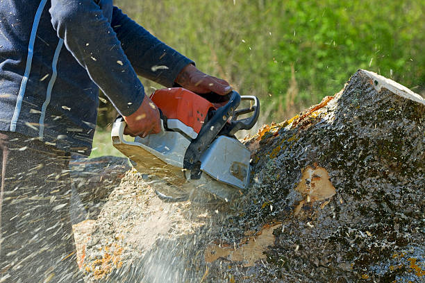 Best Arborist Services Near Me  in Morton Grove, IL